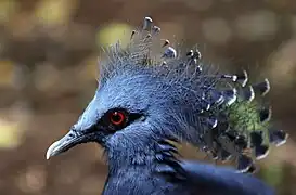 Victoria crowned pigeon