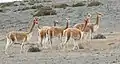 Vicuñas