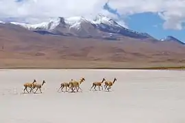 Vicuñas near the Salar De Uyuni 2017