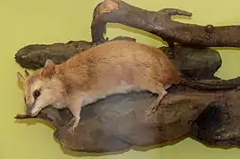 Stuffed brown opossum