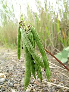 Pods containing seeds