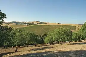 Viking Estate Vineyard