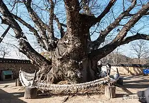 Sprawling tree with several branches.