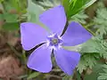 Vinca minor