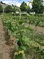 Vines in spring