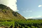 View of a vineyard bordering on a mountain