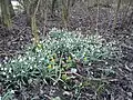 Snowdrop (galanthus nivalis), another early flower in the forest floor (March).