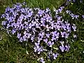 Plants of Viola Bertolonii