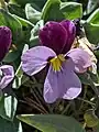 Viola trinervata flower closeup