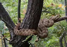 A viper, Vipera ammodytes