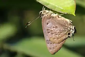 Ventral view