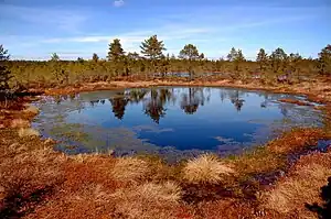 Viru Bog in autumn