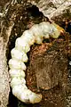 Larva