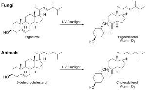 Image 32The photochemistry of vitamin D2 biosynthesis (from Medicinal fungi)