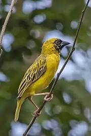 male ‘’P. v. peixotoi’’São Tomé and Príncipe