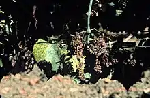 Candidatus Phytoplasma solani on grape