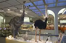 Image 31Madagascar's Elephant bird, Mauritius's Dodo bird and ostrich (from left to right) (from Indian Ocean)