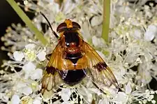 Volucella inflata female