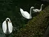 Vrelo Bosne Swans