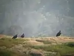 Closer view of local vultures