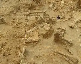 Fossils in situ at the West Coast Fossil Park excavations