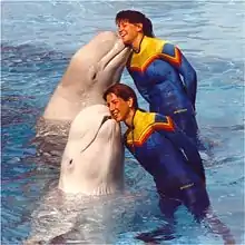 Photo of two white whales cheek-to-cheek with two trainers