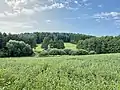 Meadows and forest