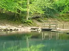 part of a lake with greenish water with beech trees in leaf beyond