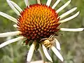 A spider waits on a purple coneflower for an unsuspecting victim at Lake Emma WPA