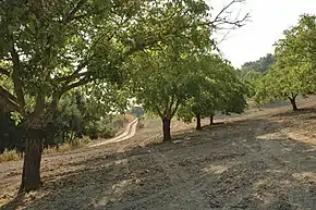 walnut trees on Viking Ranch