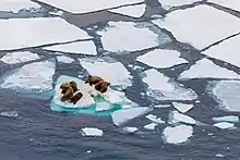 Image 55Walruses on Arctic ice floe (from Arctic Ocean)