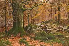 Forest Stream in Fall