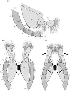 Diagram of the mandibles (light grey) and maxillae (dark grey) of Waptia in side-on (top) and from below (bottom) with the two versions showing movement range of the appendages.