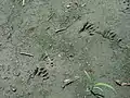 Raccoon tracks.