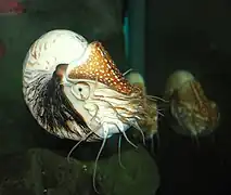 Chambered nautilus, Nautilus pompilius