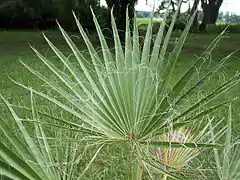 W. filifera frond with fibrous threads on leaf segments