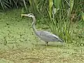 Great blue heron