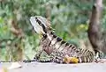 Intellagama lesueurii lesueurii (eastern water dragon) at Kirra, Queensland