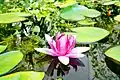 Water lily in a pond at the Arboretum