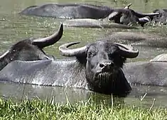 Water buffalo