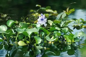 Common hyacinth in flower