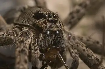 Water spider