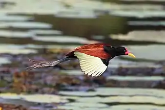 J. j. jacana in flightthe Pantanal, Brazil