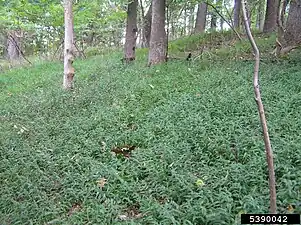 Wavyleaf basketgrass infestation. Habitat: closed-canopy mesic forest in Maryland, United States.