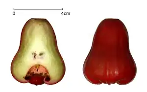 fruit of Syzygium samarangense