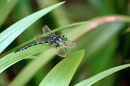 male