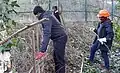 Weaving a hurdle deadhedge