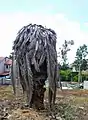 Killed date palm, Kfar Saba, Israel.