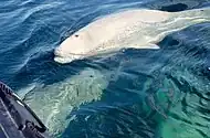 Watching belugas is a popular attraction at the river mouth.