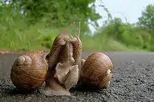 A pair of H. pomatia in courtship, shortly before mating